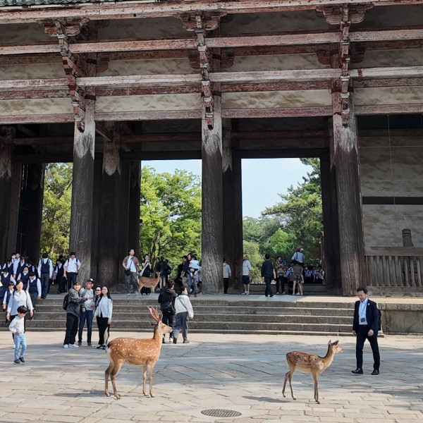 Deer and people